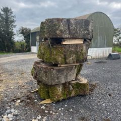 Beach tree slabs 250 years old