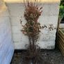 Trees and hedging Image 4