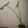 plants Image 3