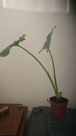 plants