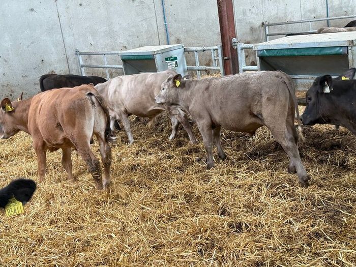 10 Charolais and Limousin Weanlings