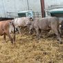 10 Continental Bull Weanlings Image 6