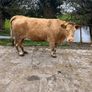 Suckler cows Image 4