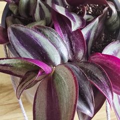 hanging indoor plant in a pot