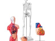 main image for ad Human Anatomy Models Bundle Set, Brain, Human Torso Body, Heart, Skeleton Model