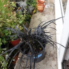 Black mondo plant