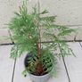 Conifer plant Image 2