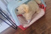 Cooper Dog toy