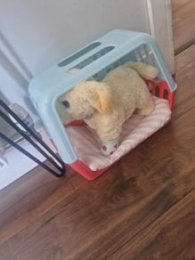Cooper Dog toy