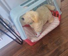 Cooper Dog toy