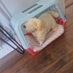 Cooper Dog toy