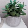 arificial plant with stone pot Image 6