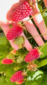 Loganberry canes (huge fruit)