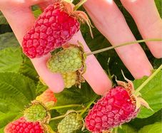 Loganberry canes (huge fruit)
