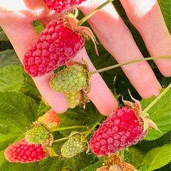 Loganberry canes (huge fruit)