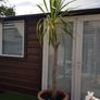 Palm Tree Image 3
