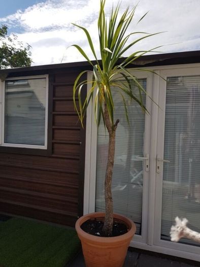 Palm Tree