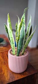 Beautiful piece artificial plant pristine condition