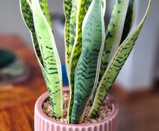 Beautiful piece artificial plant pristine condition