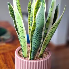 Beautiful piece artificial plant pristine condition