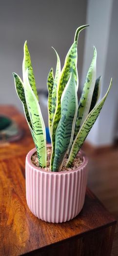 Beautiful piece artificial plant pristine condition