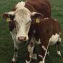 PBR Hereford Image 4