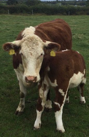 PBR Hereford