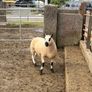Smashing pb nr Kerry hill ram Image 3