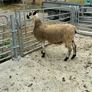 Livestock Image 7