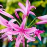 Nerine lily Image 2