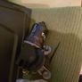 Toyota hiace windscreen wiper motor Image 4