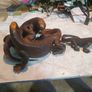 Komodo Battle sculpture Image 2