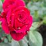 Rosalinda
