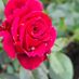 Rosalinda