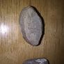 fossils - potentially hundreds of millions of years old Image 3