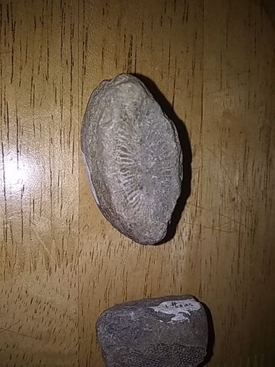 fossils - potentially hundreds of millions of years old