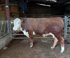 Prdigree Hereford Bull