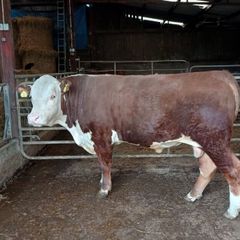Prdigree Hereford Bull