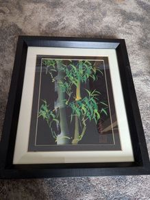 bamboo picture