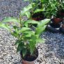 Portuguese Laurel Hedging Plants Image 8