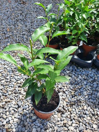 Portuguese Laurel Hedging Plants