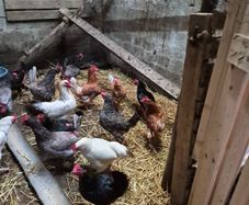 Hens for sale
