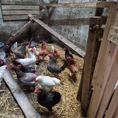 Hens for sale