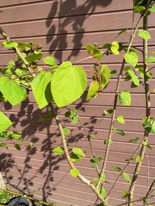 Katsura Tree / Japanese Katsura - Cercidiphyllum japonicum