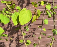 Katsura Tree / Japanese Katsura - Cercidiphyllum japonicum