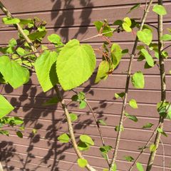 Katsura Tree / Japanese Katsura - Cercidiphyllum japonicum