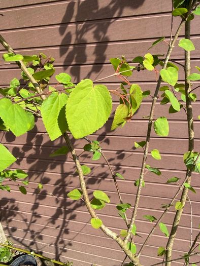 Katsura Tree / Japanese Katsura - Cercidiphyllum japonicum