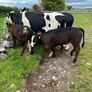 2 suckler cows + 2 calfs Image 2