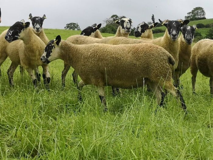 24 Scotch Mule Hogget Ewes