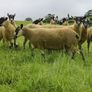 24 Scotch Mule Hogget Ewes Image 2